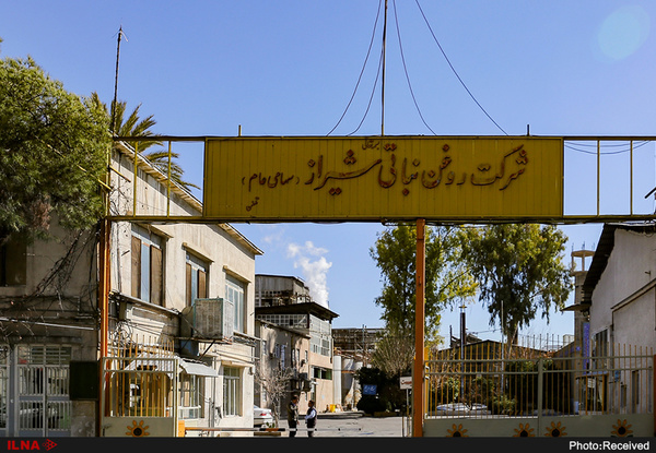 نرگس شیراز در بزنگاه یاس و امید