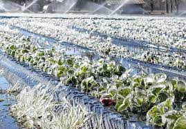 هشدار هواشناسی به کشاورزان فارس/ مراقب یخ‌زدگی محصولات باشید