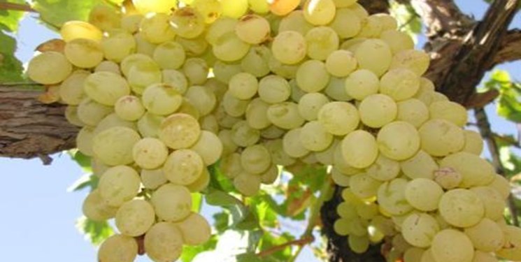 پیش‌بینی برداشت ۲۰ هزار تن انگور از تاکستان‌های سرچهان فارس