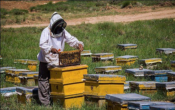 کام شیرین اقتصاد فارس با ۵۸۷ پهنه تولیدی عسل
