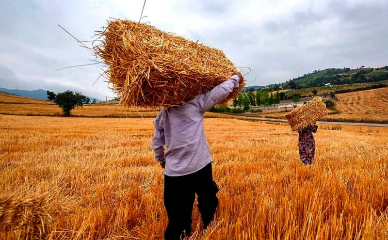 قیمت گندم اصلاح می شود